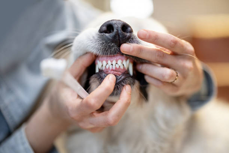 Pet Dentistry 